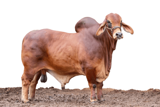 cattle