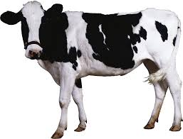 cattle