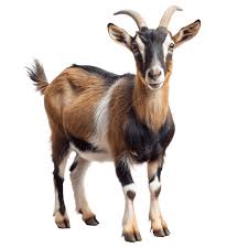 goats