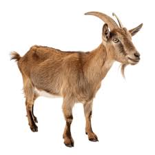 goats