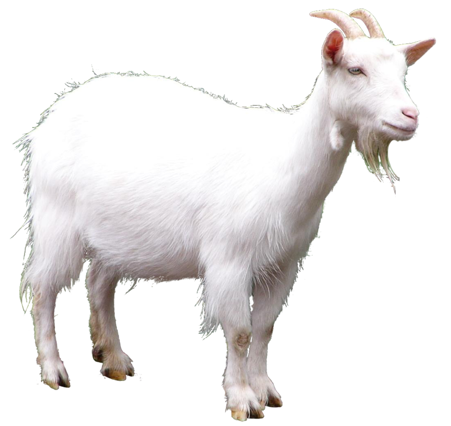 goats