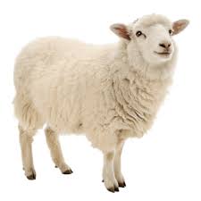 sheep