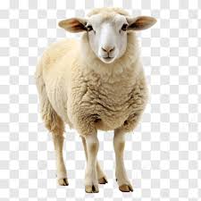 sheep