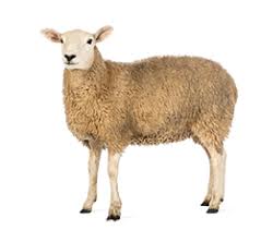 sheep